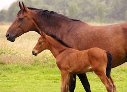 Những tuổi 'tiền ngập ví - vàng ngập kho' trong 10 ngày tới, cả đời không lo túng thiếu