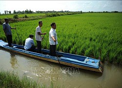 Xây dựng vùng nguyên liệu lúa chất lượng cao