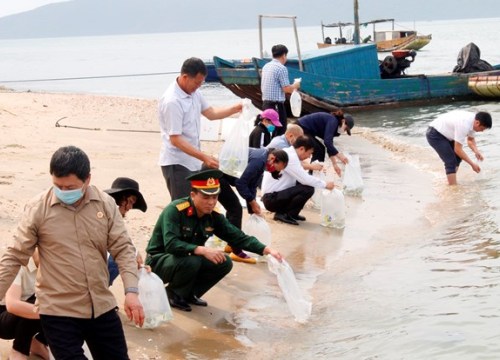 Quảng Ninh: Thả gần 500 nghìn con tôm, cá giống