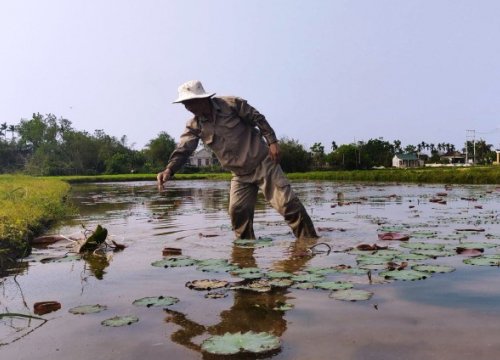 Sớm tạo lập và phát triển thương hiệu 'Sen Huế'