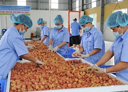 Tăng trưởng nông nghiệp quý I/2021 cả nước đạt 3,16%