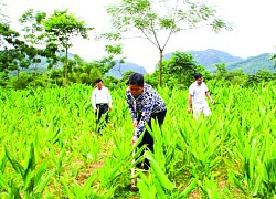 Bảo tồn và phát triển cây dược liệu