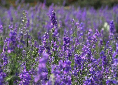 Cách cắm hoa violet là một kỹ năng cần thiết cho những ai yêu thích hoa. Hãy tham khảo hình ảnh về cách cắm hoa violet để tạo ra những bó hoa đẹp và lung linh từ loài hoa này nhé!