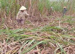 Chật vật cùng cây mía