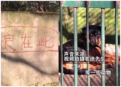 Con 'sói lạ' trong sở thú ở Trung Quốc