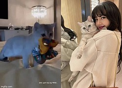 Đau đầu vì quá giàu như Lisa (BLACKPINK): Mua hẳn dây buộc tóc xa xỉ 5 triệu, nhưng cũng chỉ... để cho boss cắn chơi