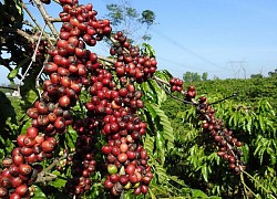 Giá cà phê hôm nay 7/3: Tiếp tục giảm mạnh, yếu tố nào hỗ trợ giá cà phê trong dài hạn?