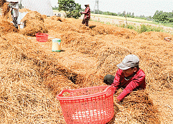 Giá nấm rơm giảm nhưng vẫn ở mức cao