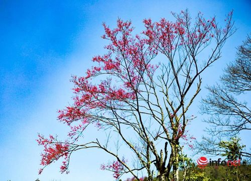 Khám phá 'thiên đường mây trắng' trên đỉnh Tà Xùa