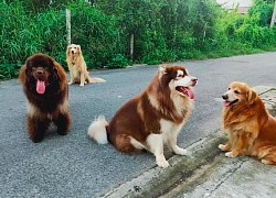 Ngày nào đi giao hàng cũng bị 4 con chó hung dữ vây quanh, người đàn ông buộc phải làm 1 việc này mới có thể &#8220;thoát thân&#8221;