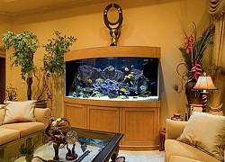Nuôi cá cảnh và những lợi ích không ngờ