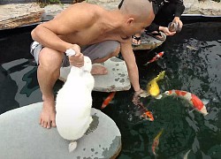 Sang nhà Mao Đệ chơi, Mao Đại Ca vô tình tiết lộ cậu em giàu có, riêng bể cá Koi đã ngót nghét 500 triệu đồng?