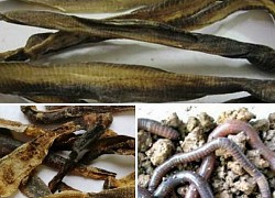 Địa long trị sốt cao co giật, hen suyễn, phong thấp