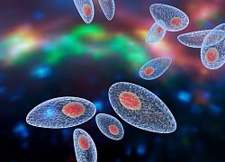 Bà bầu cảnh giác với ký sinh trùng Toxoplasma