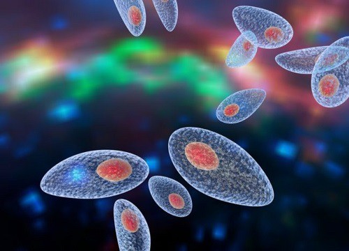 Bà bầu cảnh giác với ký sinh trùng Toxoplasma