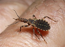 Chagas disease, căn bệnh do bọ xít hút máu có từ thời cổ đại