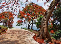 Chàng kỹ sư thích &#8217;săn&#8217; hoa gạo