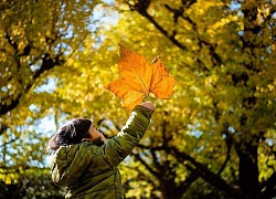 Meiji-jingu Gaien &#8211; Một trong những nơi lý tưởng để ngắm mùa lá rụng ở Tokyo