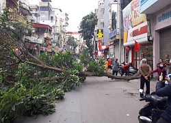 Cây xanh đổ trên đường Thụy Khuê, một người bị thương nhẹ