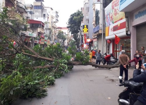 Cây xanh đổ trên đường Thụy Khuê, một người bị thương nhẹ