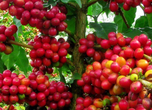 Giá cà phê hôm nay 17/3: Đồng loạt tăng mạnh, Arabica cao nhất 2 tuần qua, Robusta vượt 1.400 USD/tấn