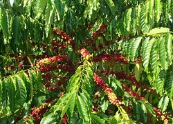 Giá cà phê hôm nay 18/3: Robusta tiếp tục tăng, trong nước cán mốc 33.000 đồng/kg