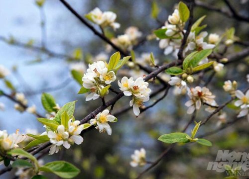 Hoa táo mèo phủ trắng non cao Xím Vàng