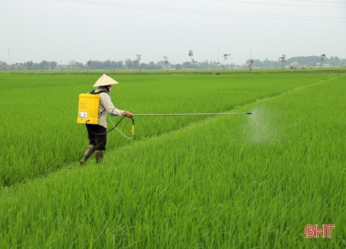 Nông dân Đức Thọ ra đồng phòng trừ bệnh đạo ôn trên lúa