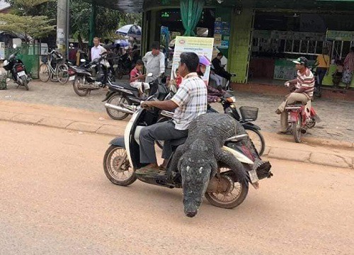 Sốc với phong cách thồ cá sấu nguyên con, làm người đi bên cạnh phải toát mồ hôi hột