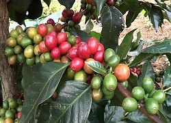 Giá cà phê hôm nay 20/3: Cảnh báo cạn hàng Arabica, tín hiệu vui cho Robusta Việt Nam