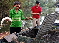 Hơn 3 tấn cá nuôi lồng chết bất thường trên sông Mã