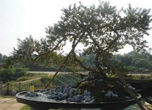 Những màn sang tay ổi bonsai dáng "kỳ quái" khiến đại gia chơi cây cảnh mê mẩn