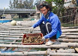 Những thanh niên làng biển năng động