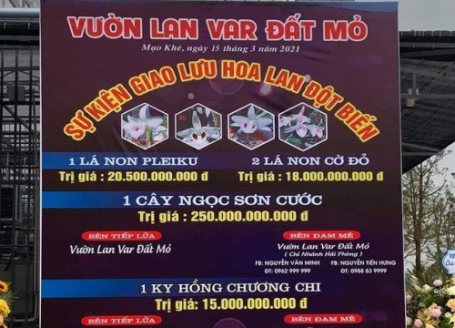 Quảng Ninh vào cuộc xác minh thương vụ lan var 250 tỷ đồng