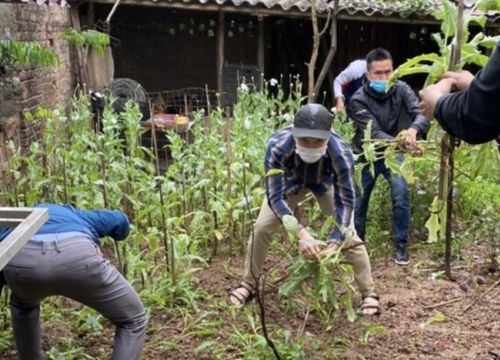 Vườn anh túc trồng chen giữa làng hoa Tây Tựu