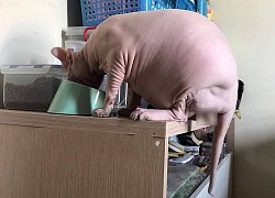 Chú mèo Sphynx bị "thần heo" nhập, nằm ườn cả ngày, hết ăn lại ngủ khiến con sen "khóc thét"