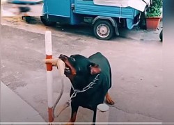 Clip: Trêu phải chó khôn, người đàn ông chạy tóe khói