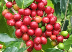 Giá cà phê hôm nay 23/3: Đảo chiều cùng tăng mạnh, Robusta chinh phục mốc 1.400 USD/tấn