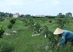 Phát triển HTX ở huyện Thạch Thành