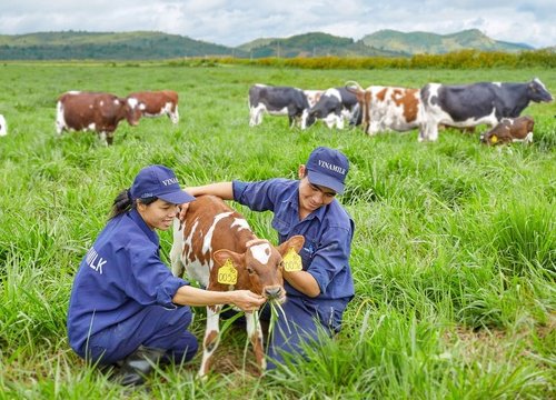 Vinamilk sẽ có thêm nghìn tỷ doanh thu từ thịt bò