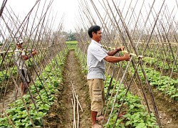 Xây dựng vùng chuyên canh sản xuất nông nghiệp hiệu quả