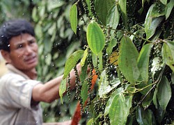 Giá cà phê hôm nay giảm nhẹ