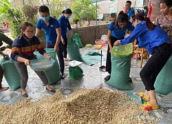 Giá chạm đáy, hàng trăm hecta hành ở Nghệ An chịu phận nằm ruộng