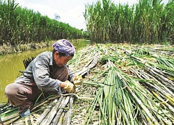 Nghịch lý Việt Nam: Đứng Top đầu thế giới nhưng thua lỗ, đóng cửa hàng loạt