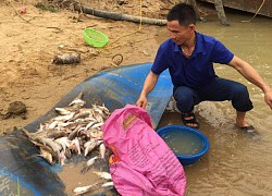 Nguyên nhân ban đầu khiến cá chết trắng xoá bất thường trên sông Con