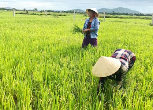 Phát triển các mô hình liên kết sản xuất lúa ở huyện Hoằng Hóa