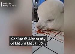 Con lạc đà alpaca thích ăn bột ớt