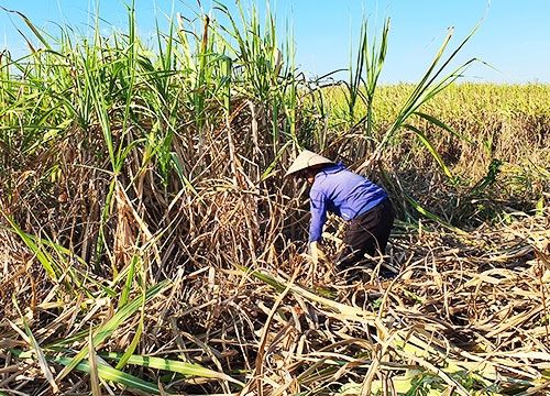 "Cuộc chơi" dành cho doanh nghiệp nhập khẩu đường?