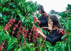 Giá cà phê hôm nay 1/4: Arabica đảo chiều tăng, Robusta ở mức thấp nhất 20 ngày qua