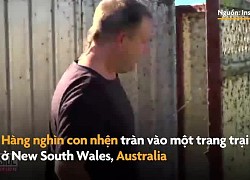 Hàng nghìn con nhện tràn vào các trang trại ở Australia